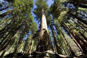 Národní park sequoia - zázrak přírody kalifornie